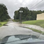 Chapin Down Trees 4