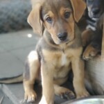 Dax