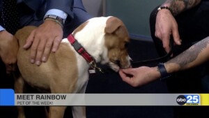 Pet Of The Week Rainbow