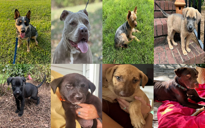 20240919pups