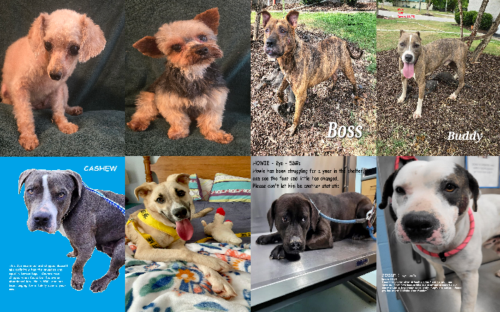 20240902pups