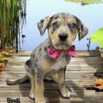 Bindi