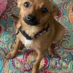 Chiquita