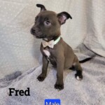 Fred