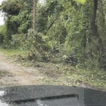 Chapin Down Trees 1