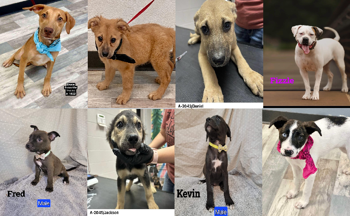 20240916pups