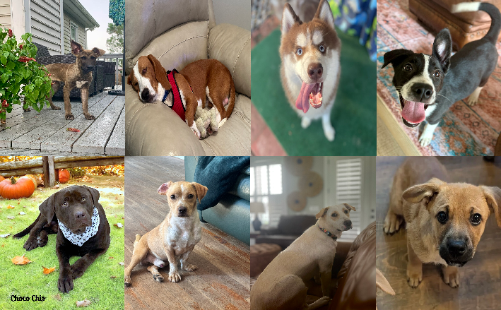 20240910pups