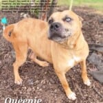 Queenie