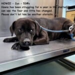 Howie