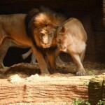 Zuri Riverbanks Zoo And Garden 2