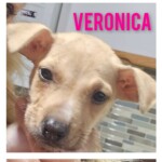 Veronica