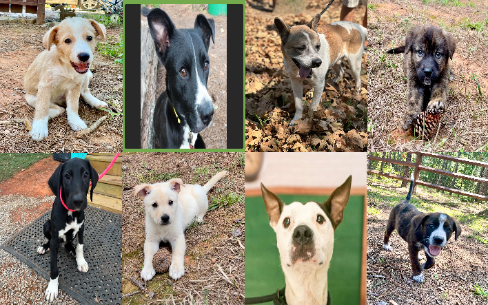 20240930pups