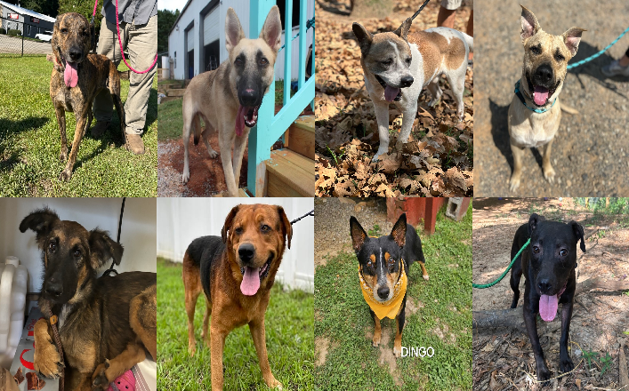 20240925pups
