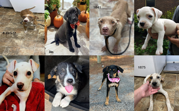 20240906pups