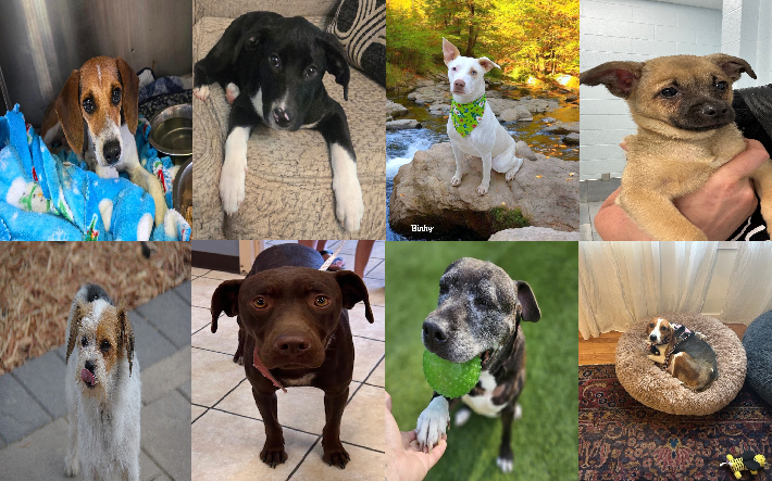 20240904pups