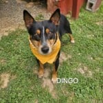 Dingo