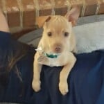 Peanut