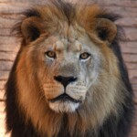 Zuri Riverbanks Zoo And Garden 1