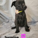 Jasmine