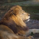 Zuri Riverbanks Zoo And Garden 3