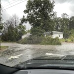 Chapin Down Trees 5