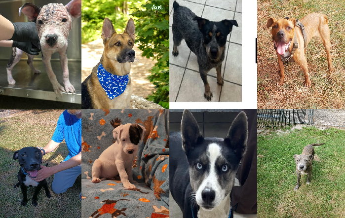 20240913pups