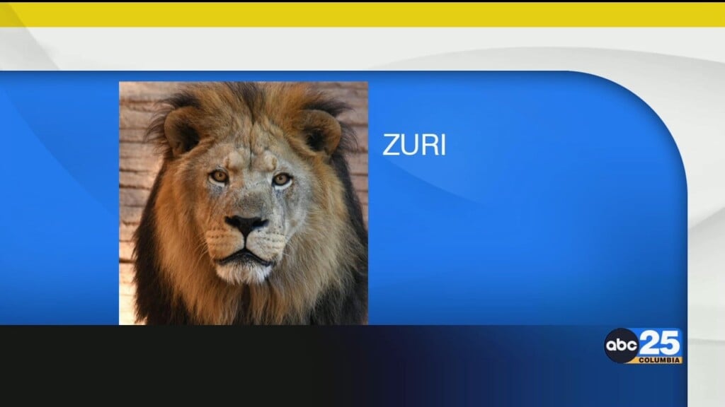Riverbanks Zoo And Garden Mourns Loss Of Lion