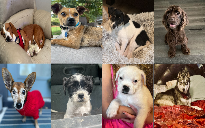 20240911pups