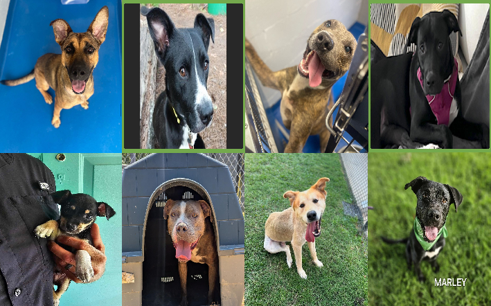 20240909pups