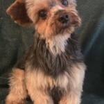 Baxter