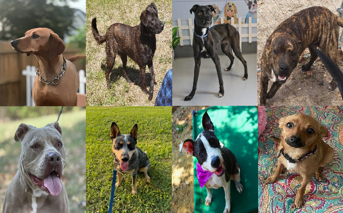 20240923pups