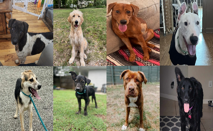 20240905pups