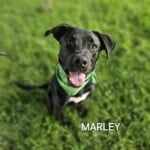 Marley