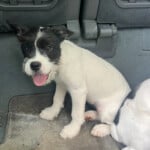 Matilda