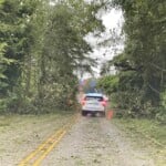 Chapin Down Trees 2