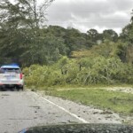 Chapin Down Trees 3
