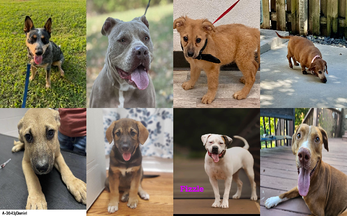 20240920pups