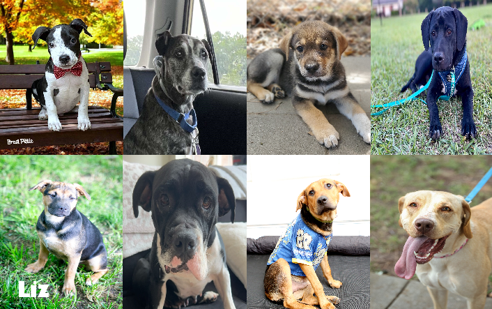 20240903pups