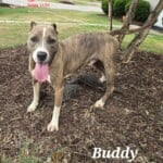 Buddy