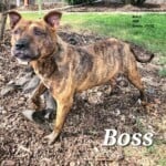Boss