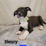 Henry