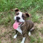 Pip