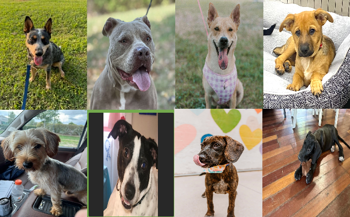 20240917pups