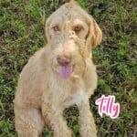 Tilly