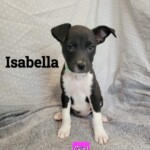 Isabella