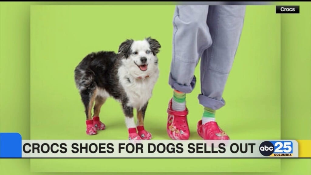 Croc Shoes For Dogs Sells Out