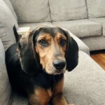 Buddy