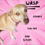 Wasp