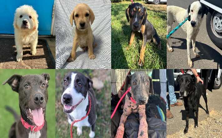 20241016pups