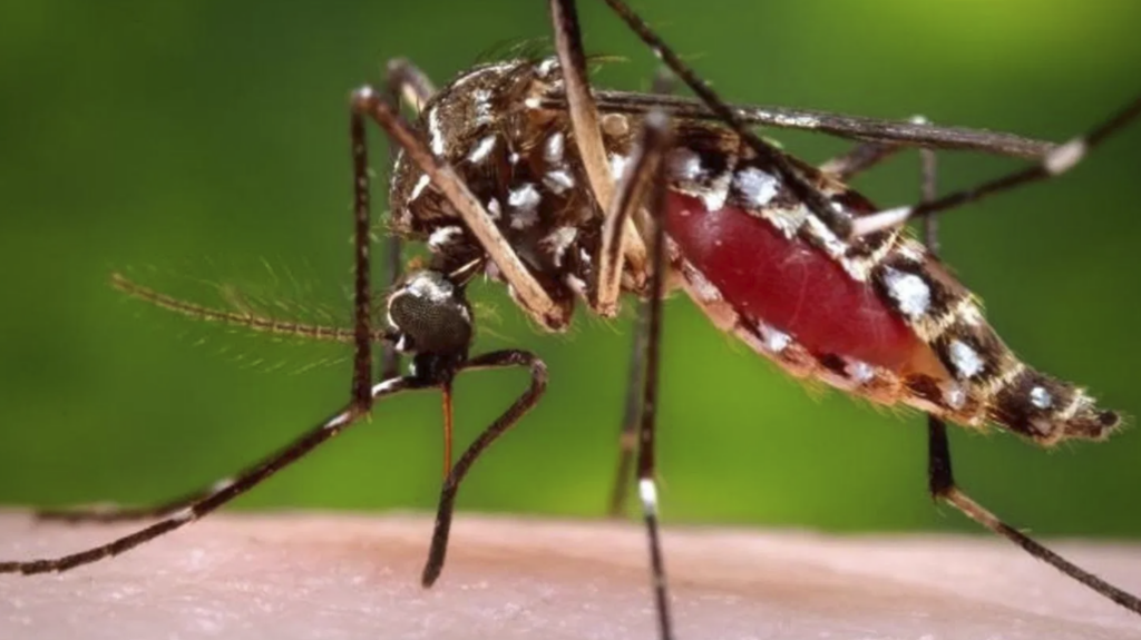 mosquito